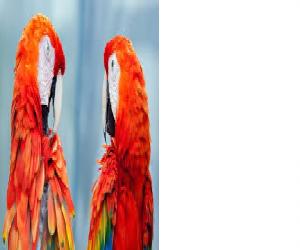 Parrots